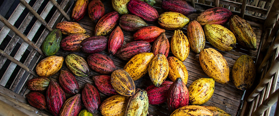Mazorcas de cacao recién cosechadas en canasto